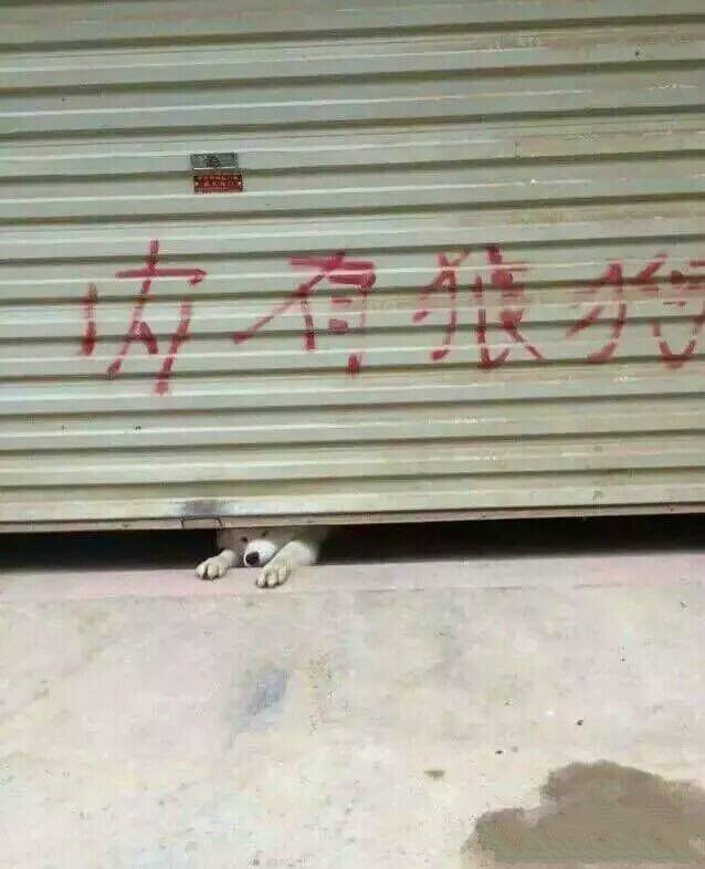 圖片來源：哈士奇-小哈／微博