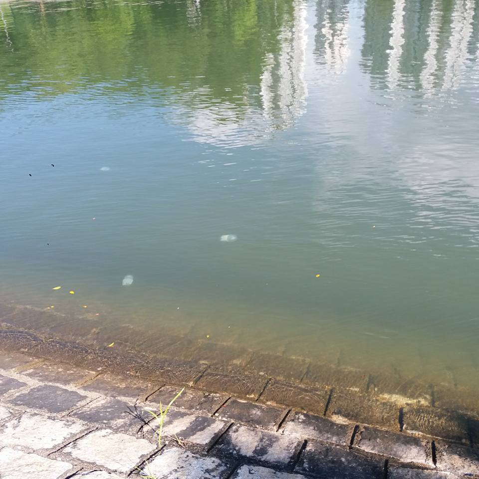 圖片來源： Tony Cheung／Tai Po 大埔