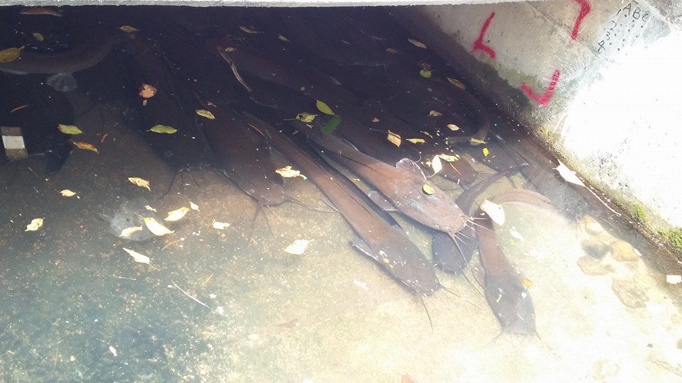 圖片來源：wing wing／Tai Po大埔