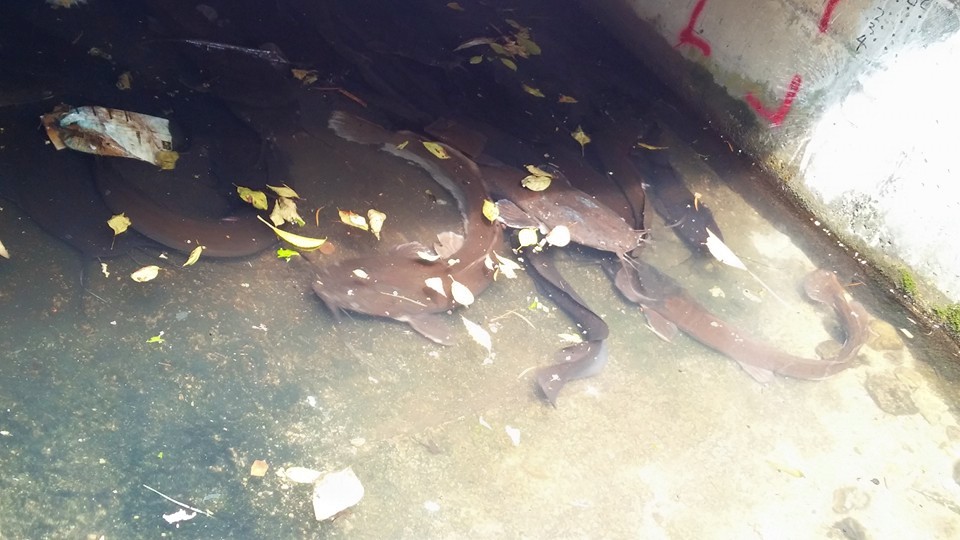 圖片來源：wing wing／Tai Po大埔