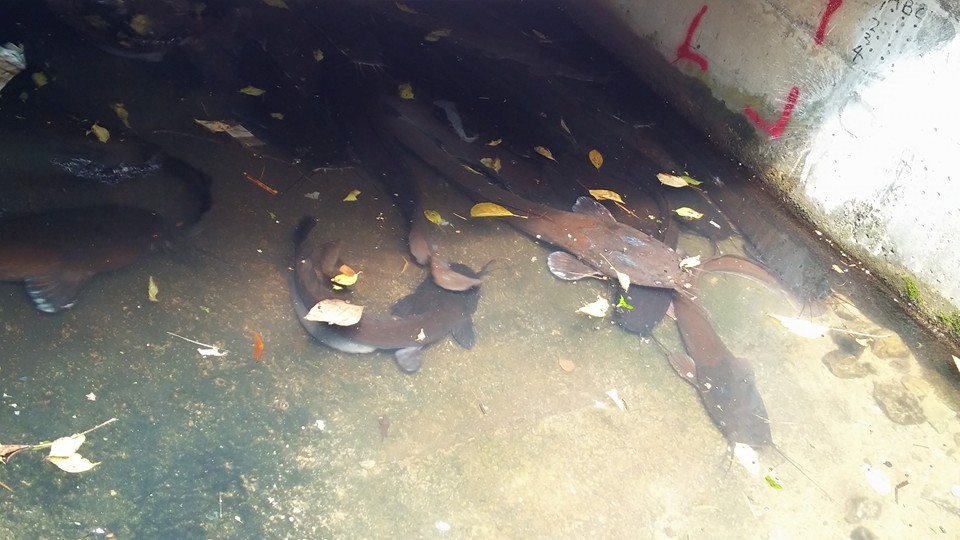 圖片來源：wing wing／Tai Po大埔