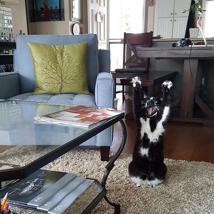 圖片來源：GoalKitty