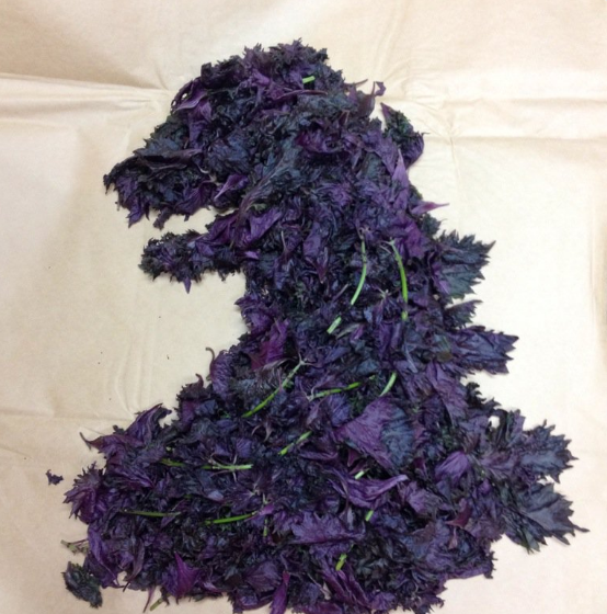 圖片來源:samusest/twitter