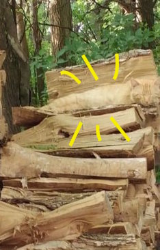 圖片來源:kuroicc/twitter