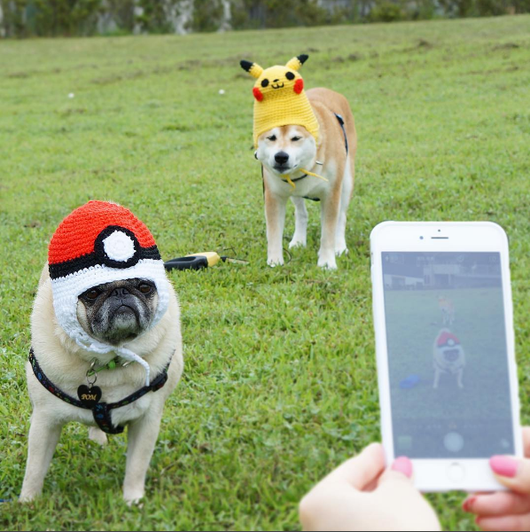 圖片來源：tora_pom_happylife／instagram