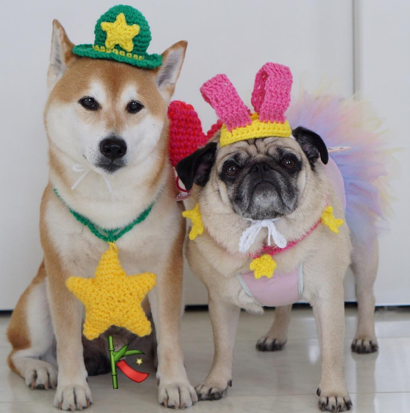 圖片來源：tora_pom_happylife／instagram