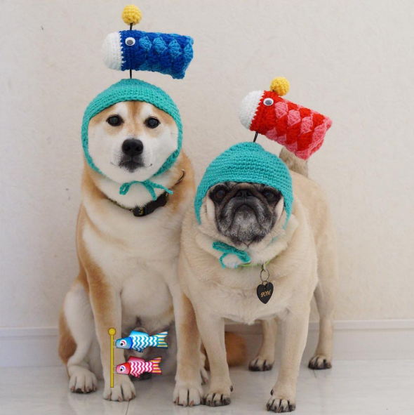 圖片來源：tora_pom_happylife／instagram