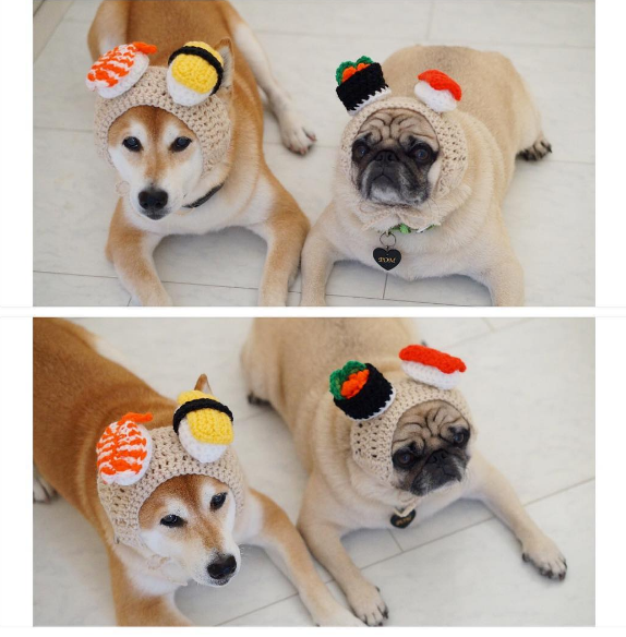 圖片來源：tora_pom_happylife／instagram