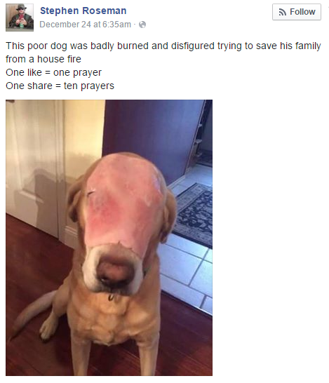 圖片來源：Stephen Roseman