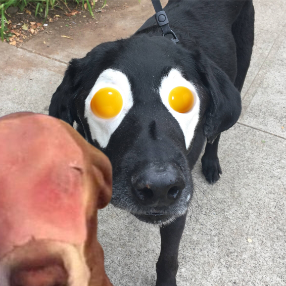 圖片來源： reddit