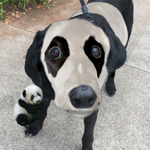 圖片來源: reddit