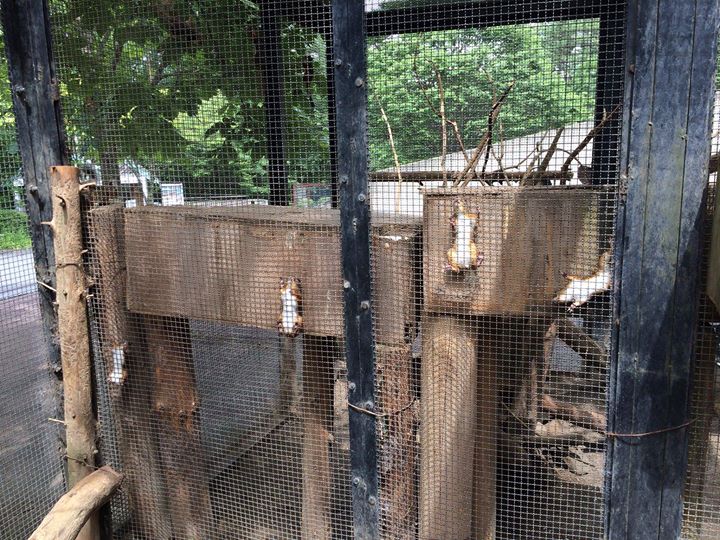 圖片來源:moriokazoo/twitter