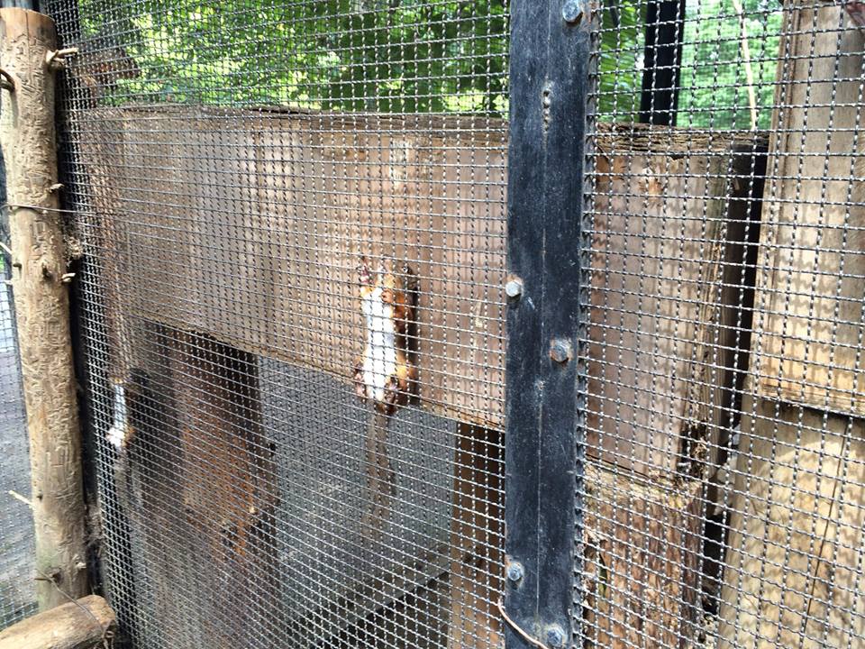 圖片來源:moriokazoo/twitter