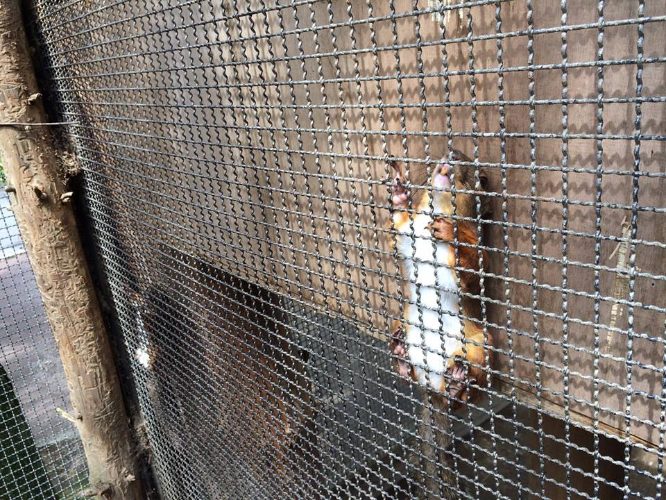 圖片來源:moriokazoo/twitter