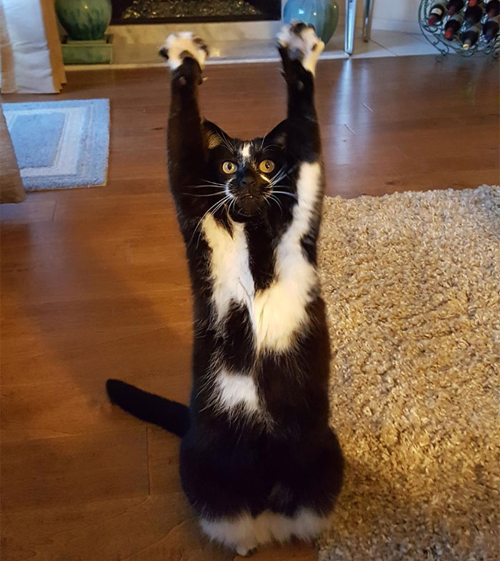 圖片來源：GoalKitty