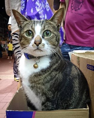 圖片來源:Joe Yip/大埔廣福道七哥