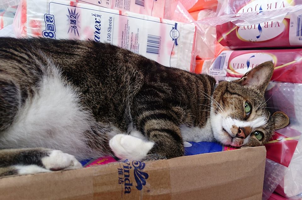 圖片來源:Joe Yip/大埔廣福道七哥