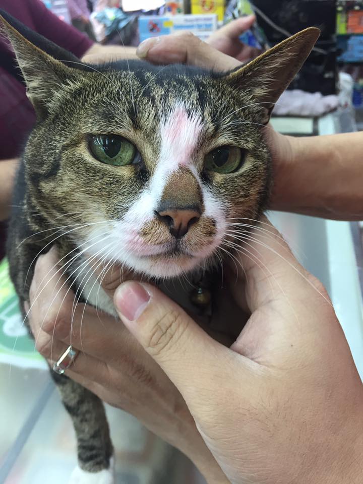 圖片來源:Kaming Chung/大埔廣福道七哥