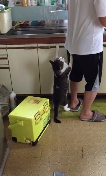 圖片來源：miko_rin_ko／twitter