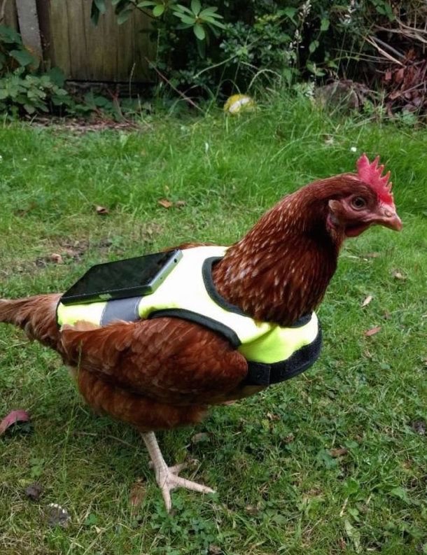 圖片來源：twitter