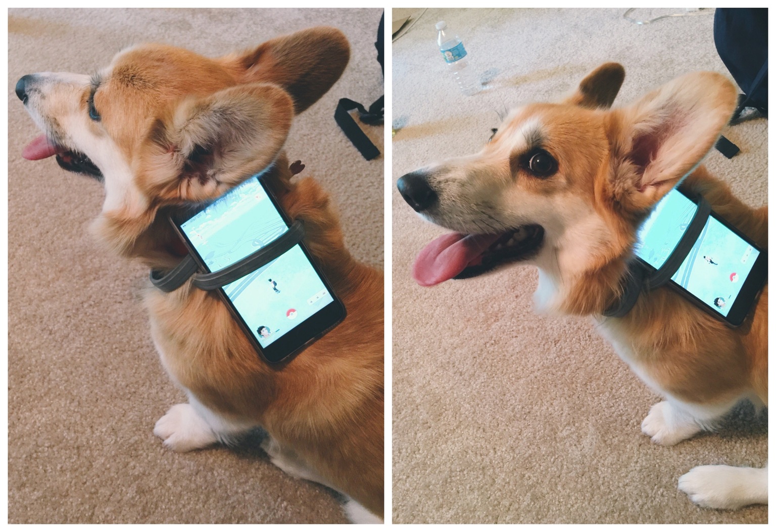 圖片來源：pokemongoindiawiki.com