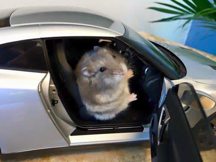 圖片來源:coolcars_kirei/twitter