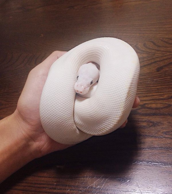 圖片來源：k_t903／twitter