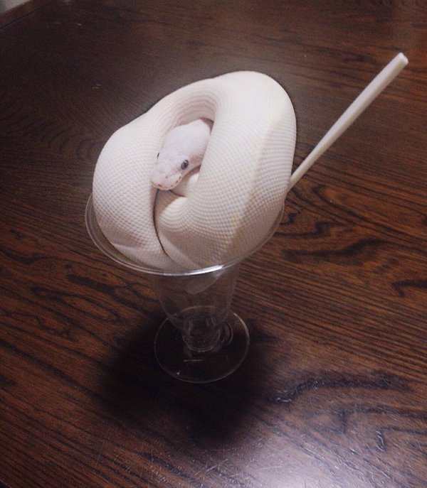 圖片來源：k_t903／twitter