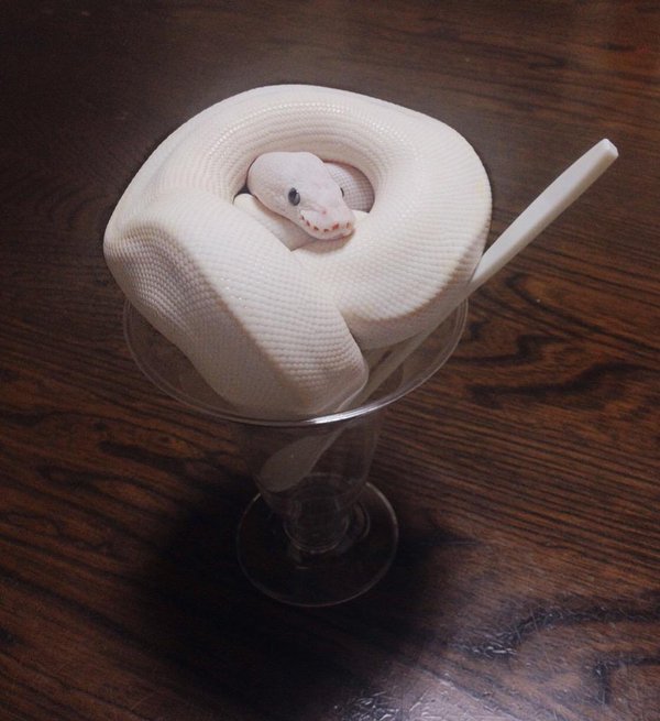 圖片來源：k_t903／twitter