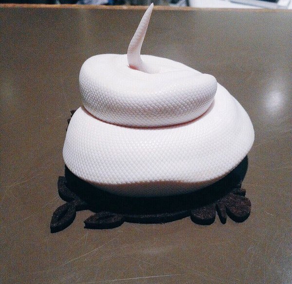 圖片來源：k_t903／twitter