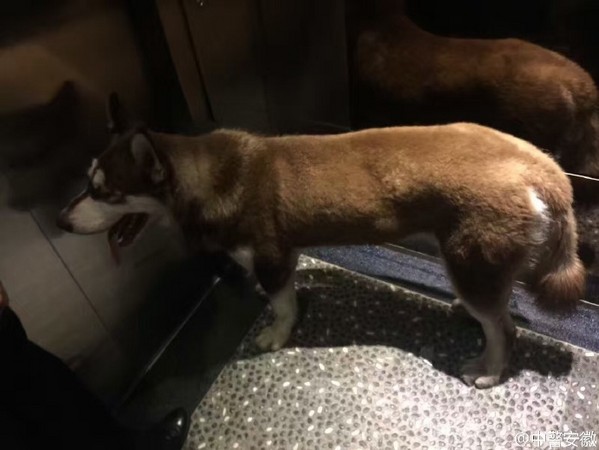 圖片來源:中警安徽/微博