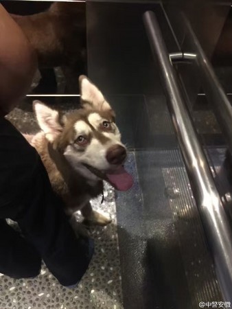 圖片來源:中警安徽/微博