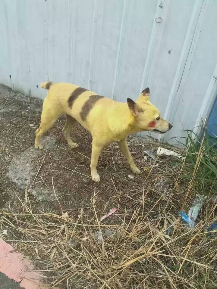 圖片來源: Wing Lei/”人人浪浪"澳門義工組