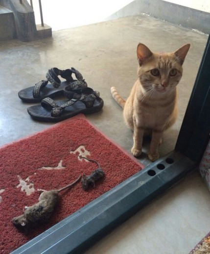 圖片來源:開心網