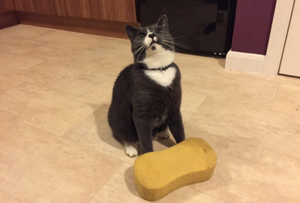 圖片來源:Funkmonk_360/reddit