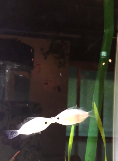 圖片來源：tendonman_scp/twitter