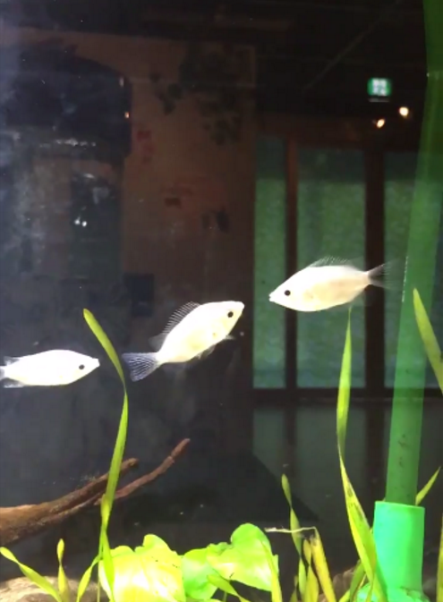 圖片來源：tendonman_scp/twitter