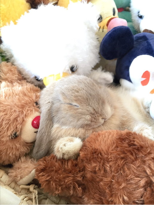 圖片來源：tona__tona_／twitter