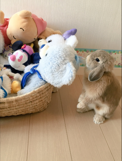 圖片來源：tona__tona_／twitter