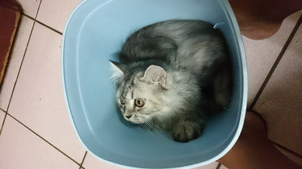 圖片來源：王寶明