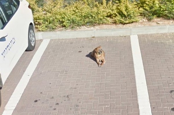 圖片來源: benlaor/Reddit