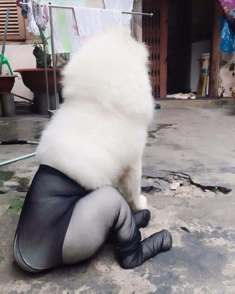 圖片來源： 我和寵物的日常