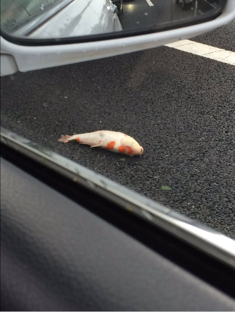 圖片來源：Nuclear765／twitter