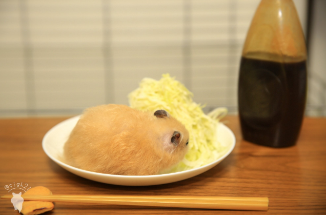 圖片來源：sigh21／twitter