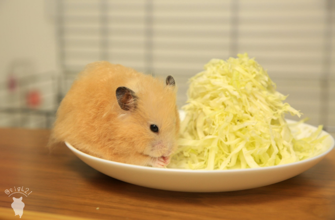 圖片來源：sigh21／twitter