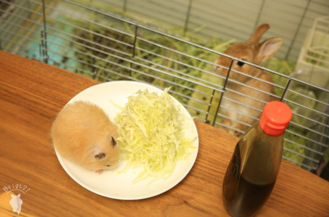 圖片來源：sigh21／twitter