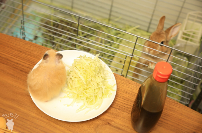 圖片來源：sigh21／twitter