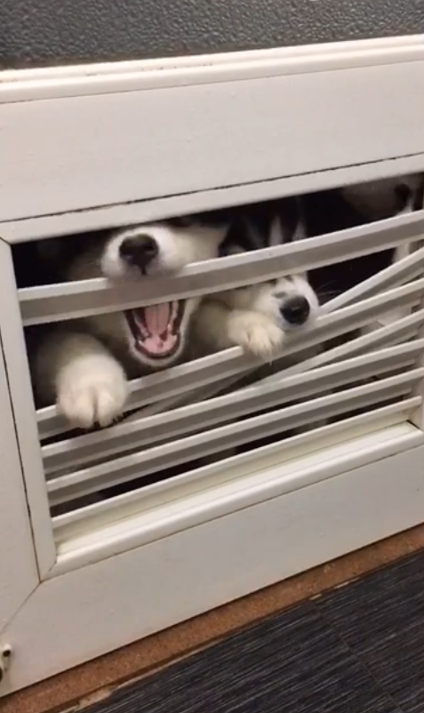 圖片來源：大鍋只是喝醉耶／秒拍