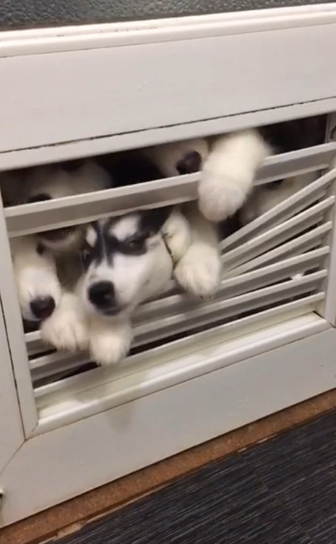 圖片來源：大鍋只是喝醉耶／秒拍