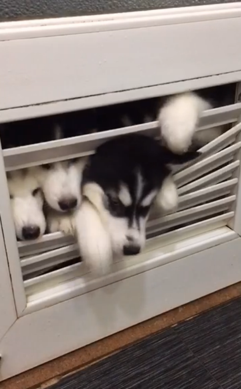 圖片來源：大鍋只是喝醉耶／秒拍